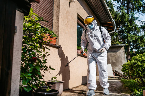 Best Local Pest Control Services  in Belle Rose, LA