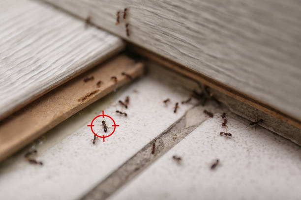 Insect Control in Belle Rose, LA