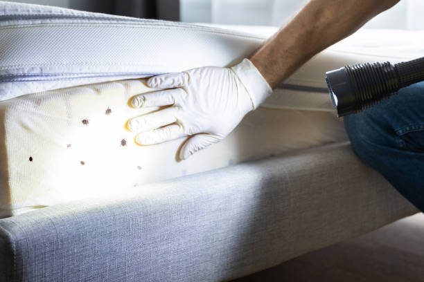 Best Pest Prevention Services  in Belle Rose, LA