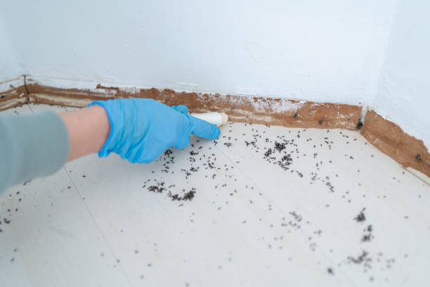 Best Emergency Pest Control  in Belle Rose, LA