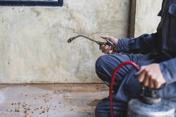 Best Flea Control Services  in Belle Rose, LA
